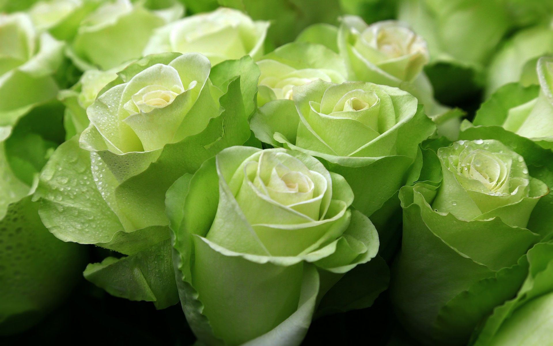 Rose verdi con gocce d'acqua, 1920x1200 Full HD+ WUXGA, PC