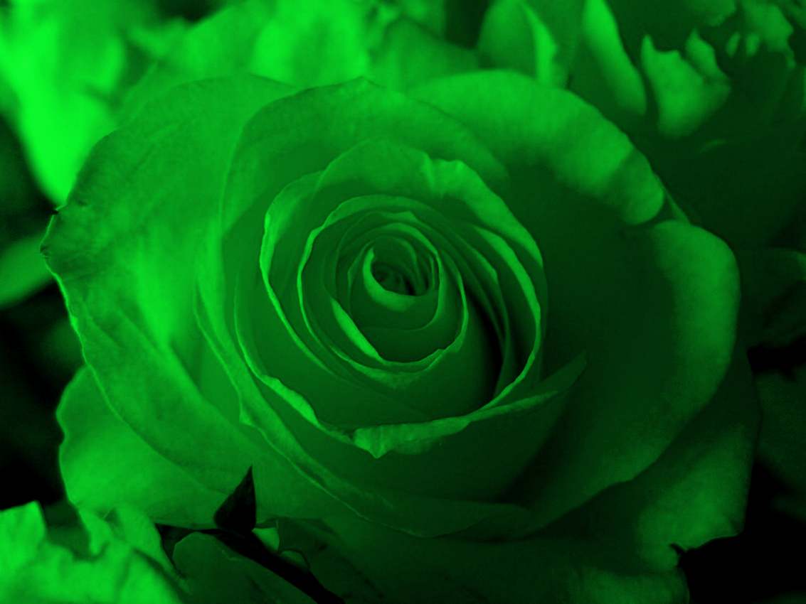 Rosa turchese sfondo grigio, 1440x900 720p, MacBook Air