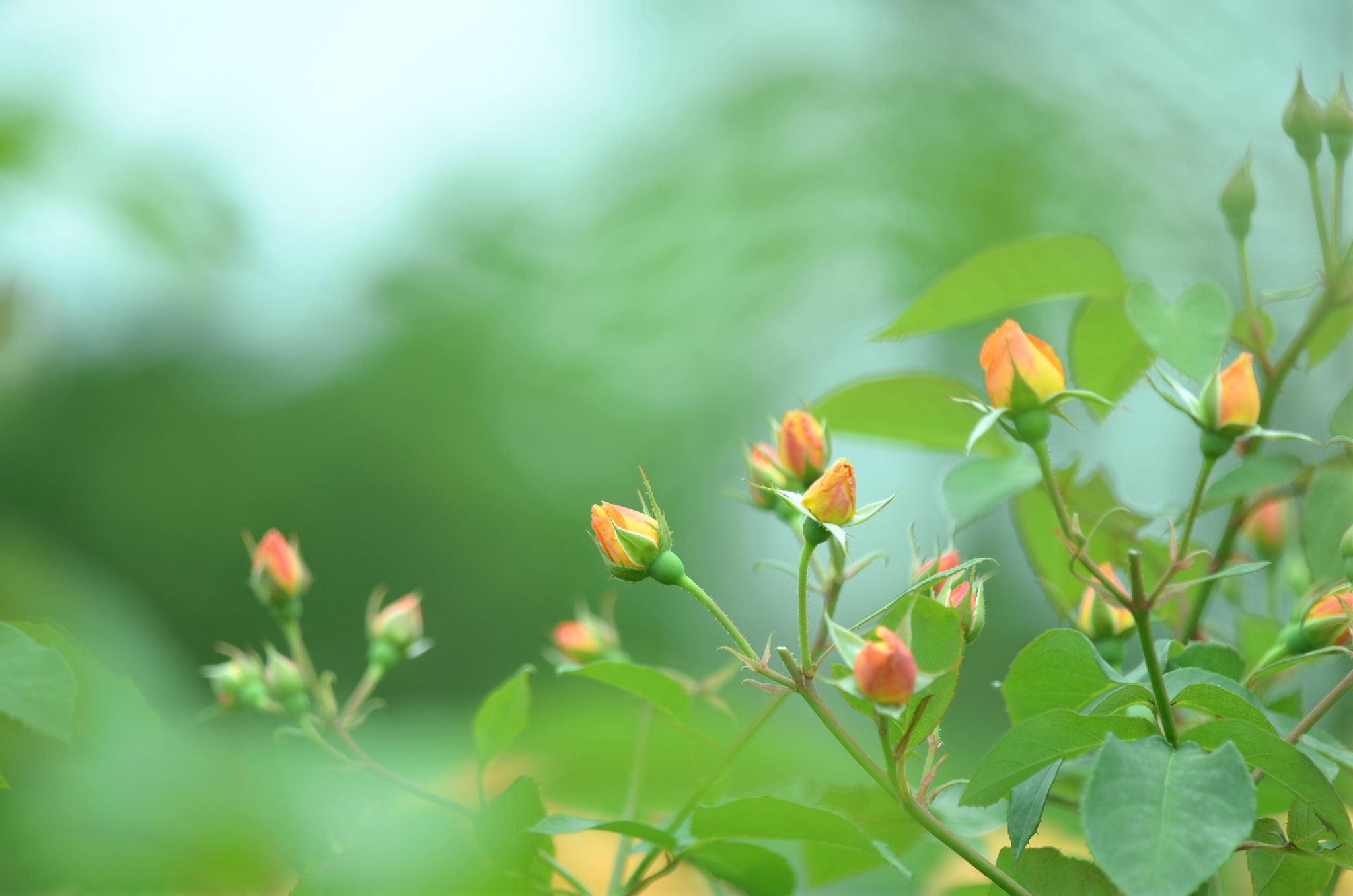 Boccioli rosa arancione tra foglie verdi, 2048x1356 2K, Desktop