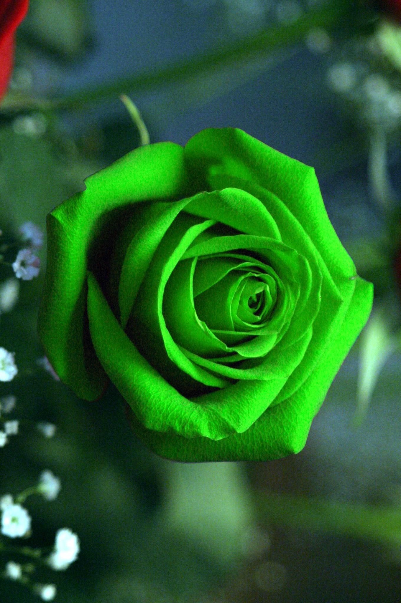Rosa verde in fiore, 1360x2048 Full HD Verticale, Smartphone