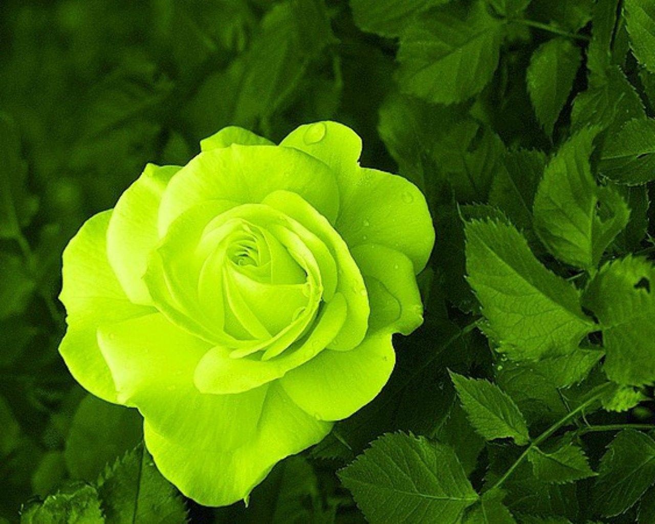 Rosa verde tra foglie, 1280x1024 HD, Notebook Gaming