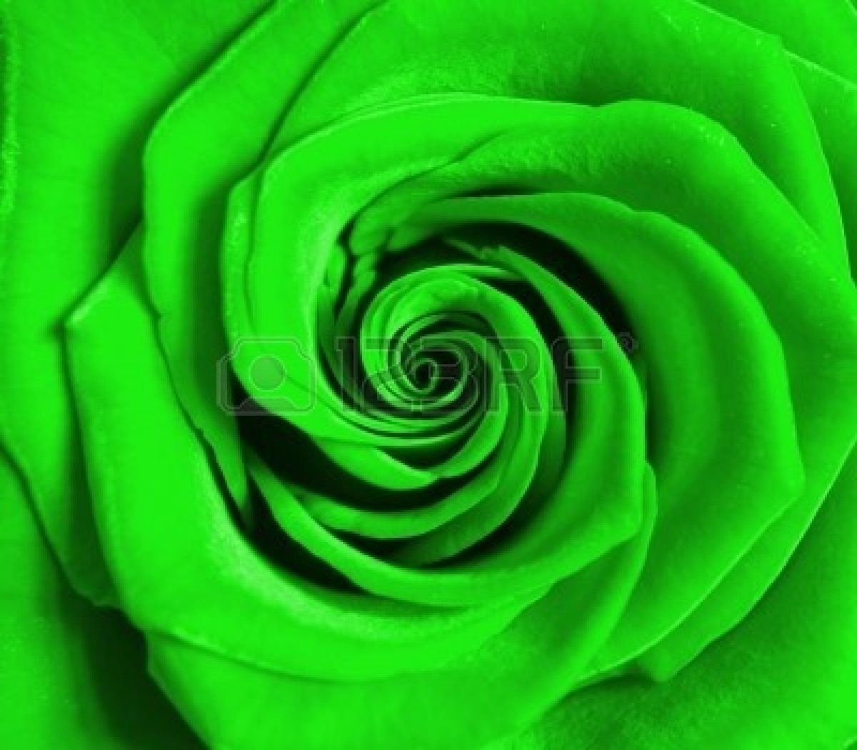 Rosa verde primo piano, 1133x850 HD, Laptop