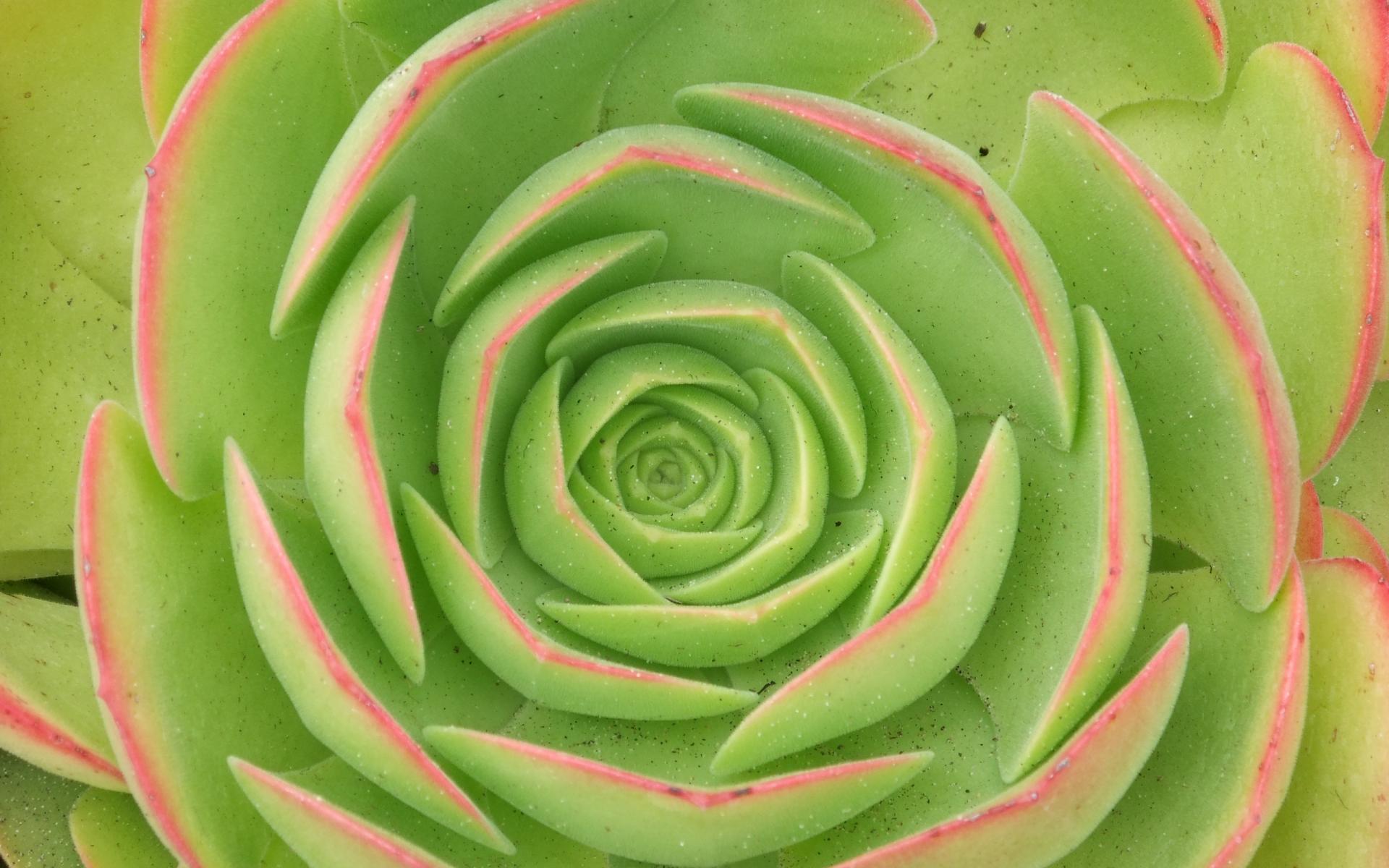 Succulenta rosa verde a spirale, 1920x1200 Full HD+ WUXGA, Laptop