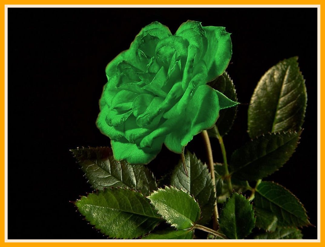 Rosa verde vista dall'alto, 1200x1050 HD, PC