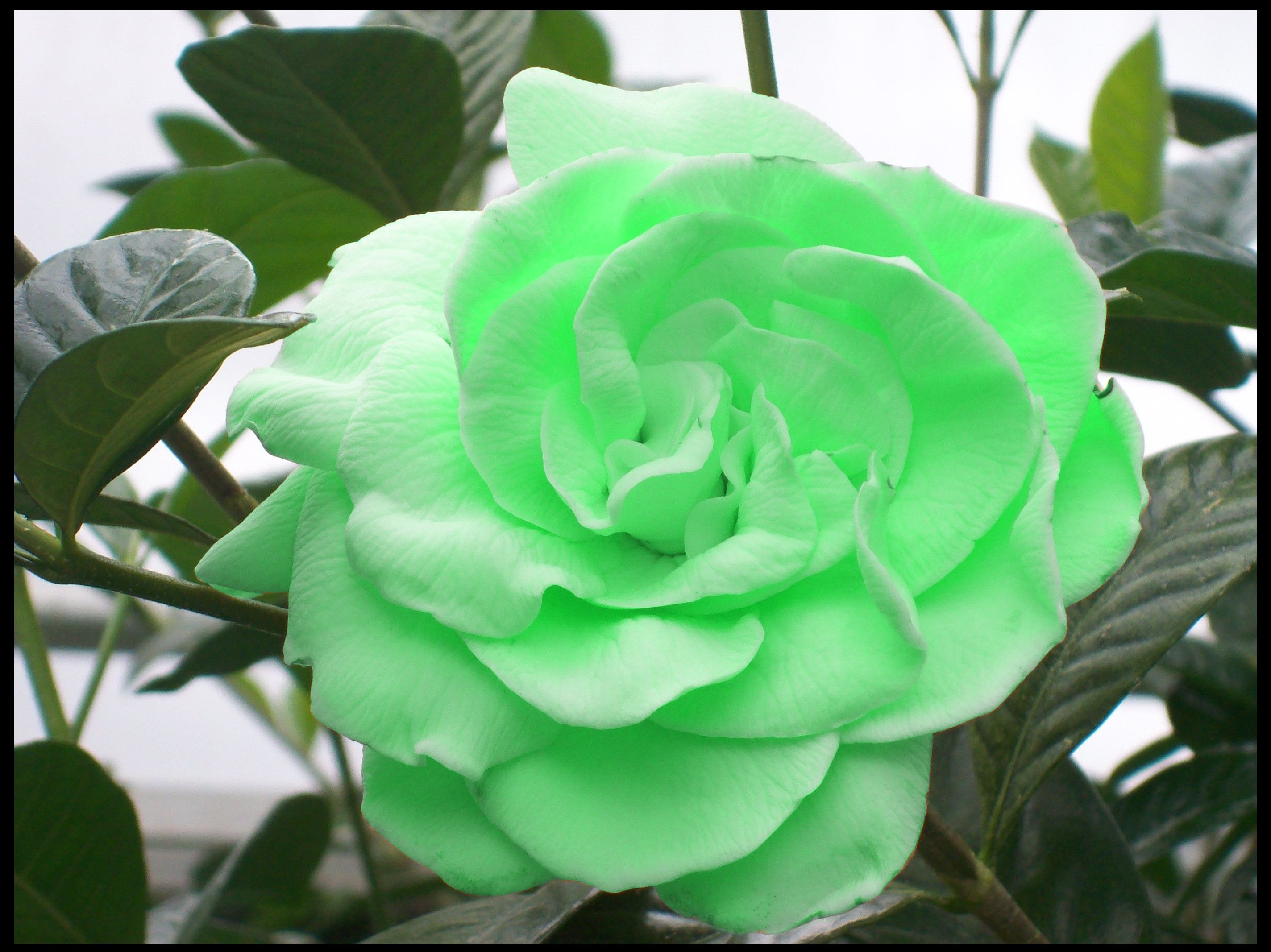 Rose verdi bouquet, 1280x768 HD, Notebook Gaming