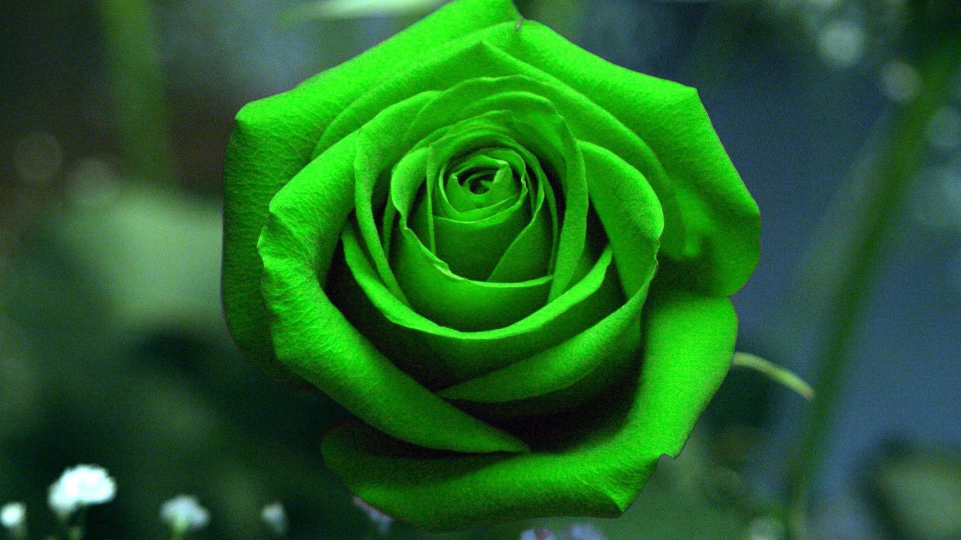 Rosa verde in fiore, 1920x1080 1080p, Desktop
