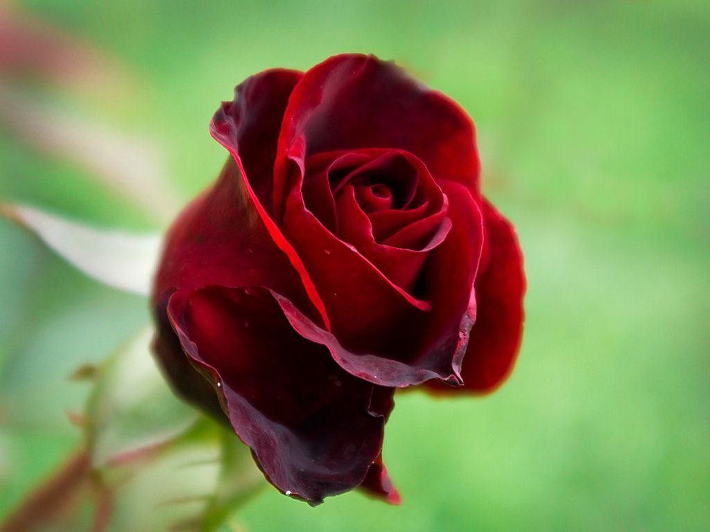 Rosa rossa scuro sfondo verde, 1024x768 HD, Desktop