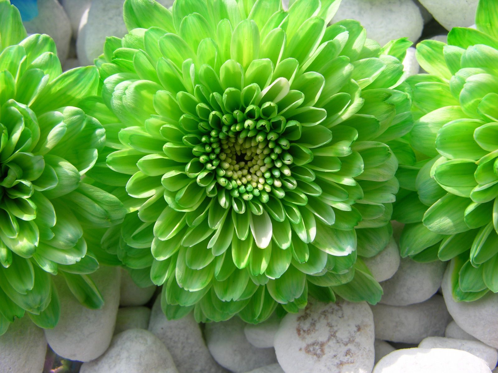 Fiori crisantemo verde su pietre, 1600x1200 HD Ready, Laptop
