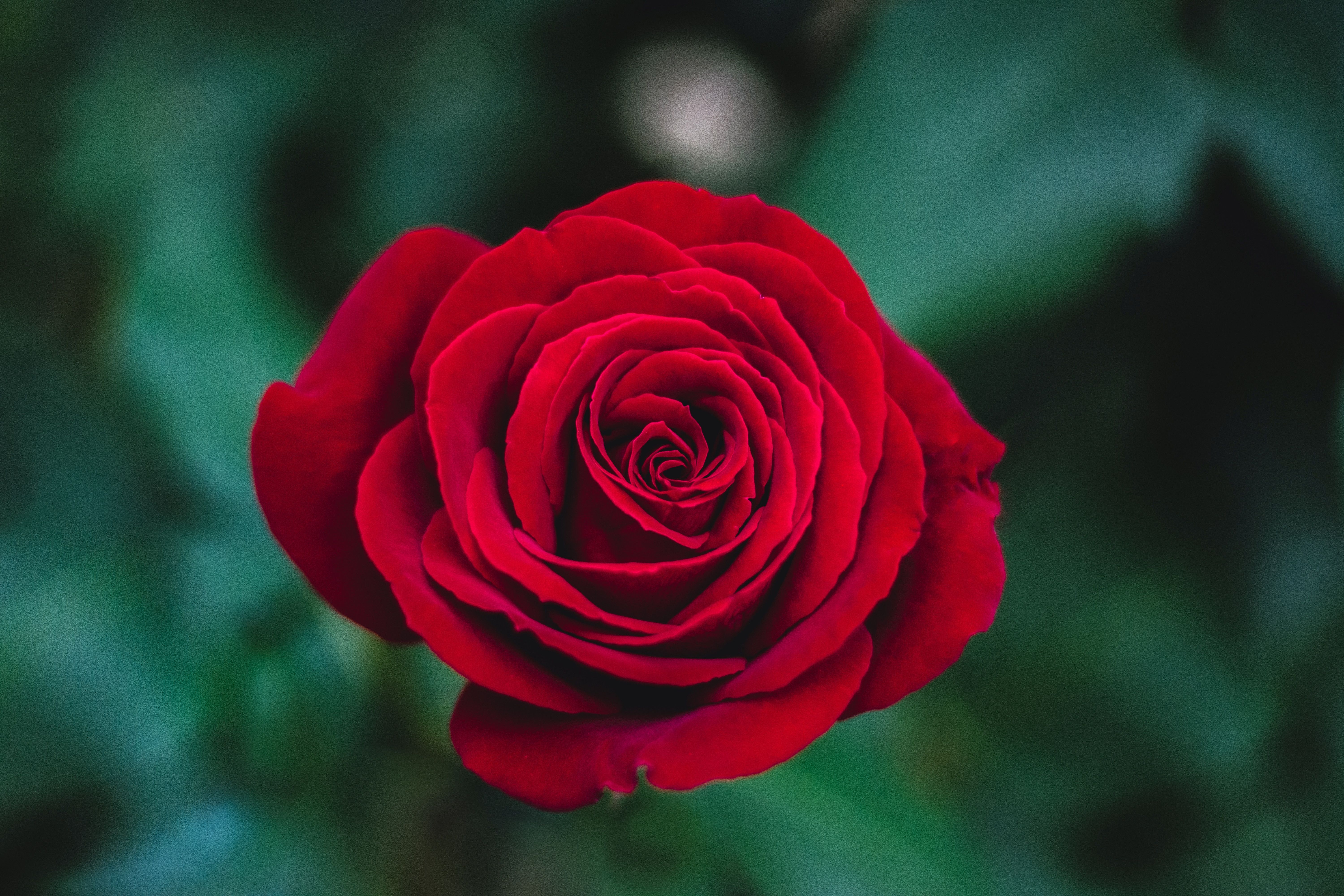 Rosa rossa su sfondo verde, 6000x4000 4K Ultra HD, Monitor 4K