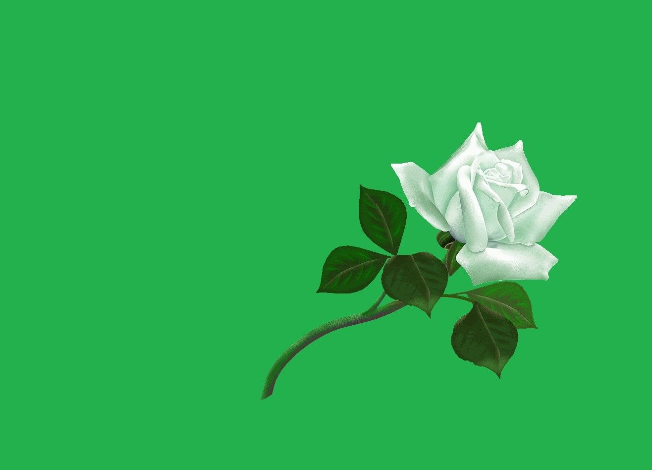 Rosa verde astratta su nero, 1280x1024 720p, PC
