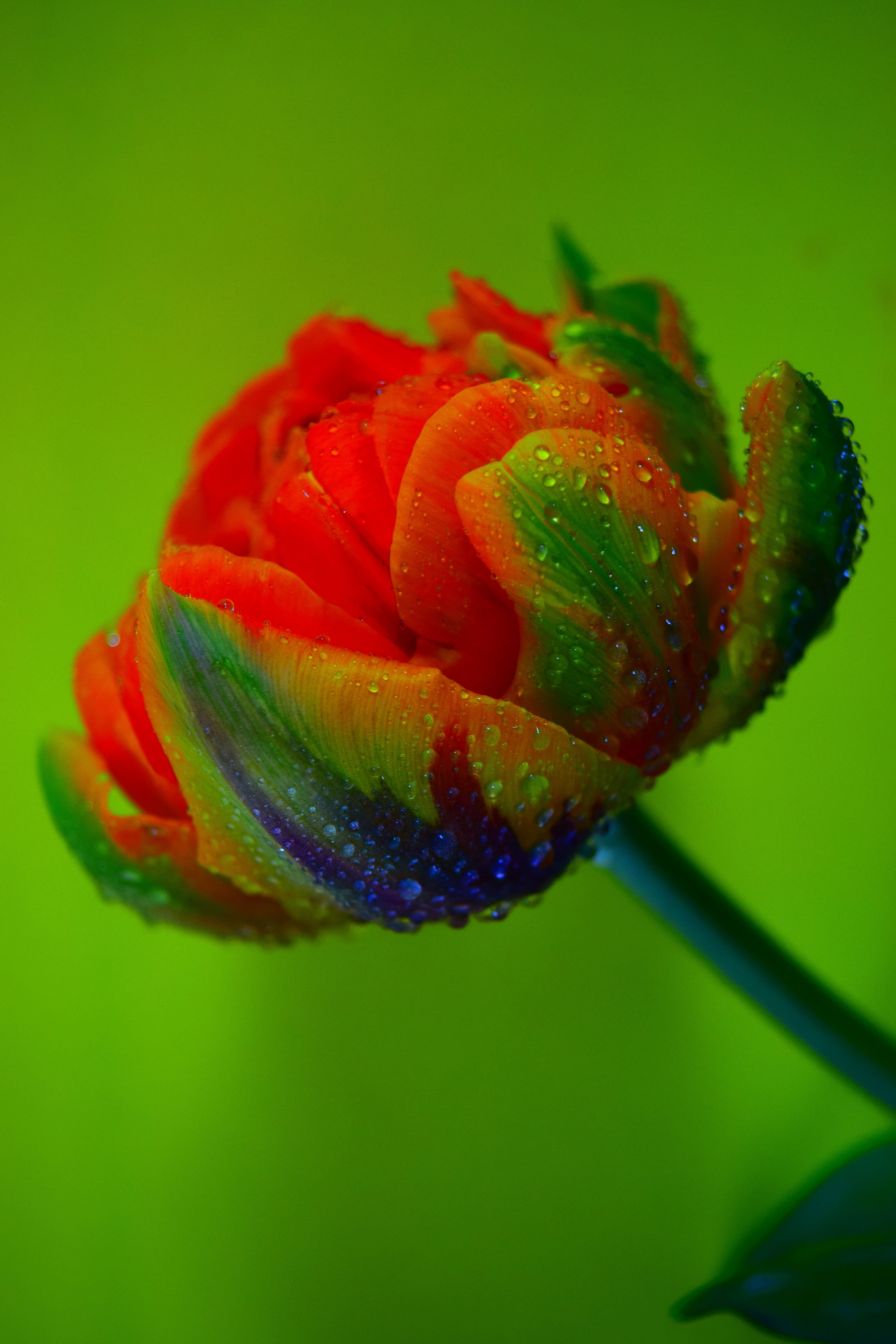 Rosa rossa e verde con gocce, 4000x6000 Full HD Verticale, Smartphone