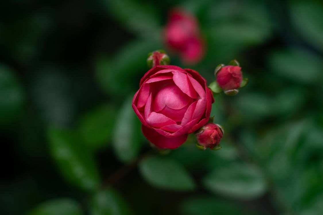 Rosa gialla in giardino, 3008x2000 WQXGA, Monitor Gaming