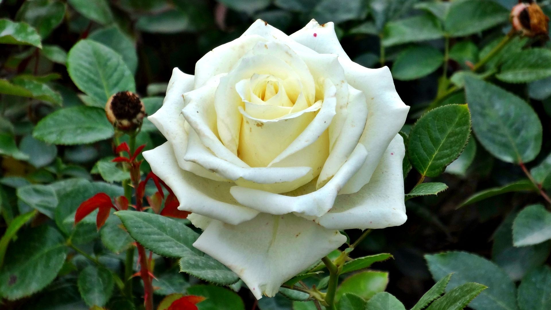 Rosa rossa con boccioli, 1125x750 HD, Laptop