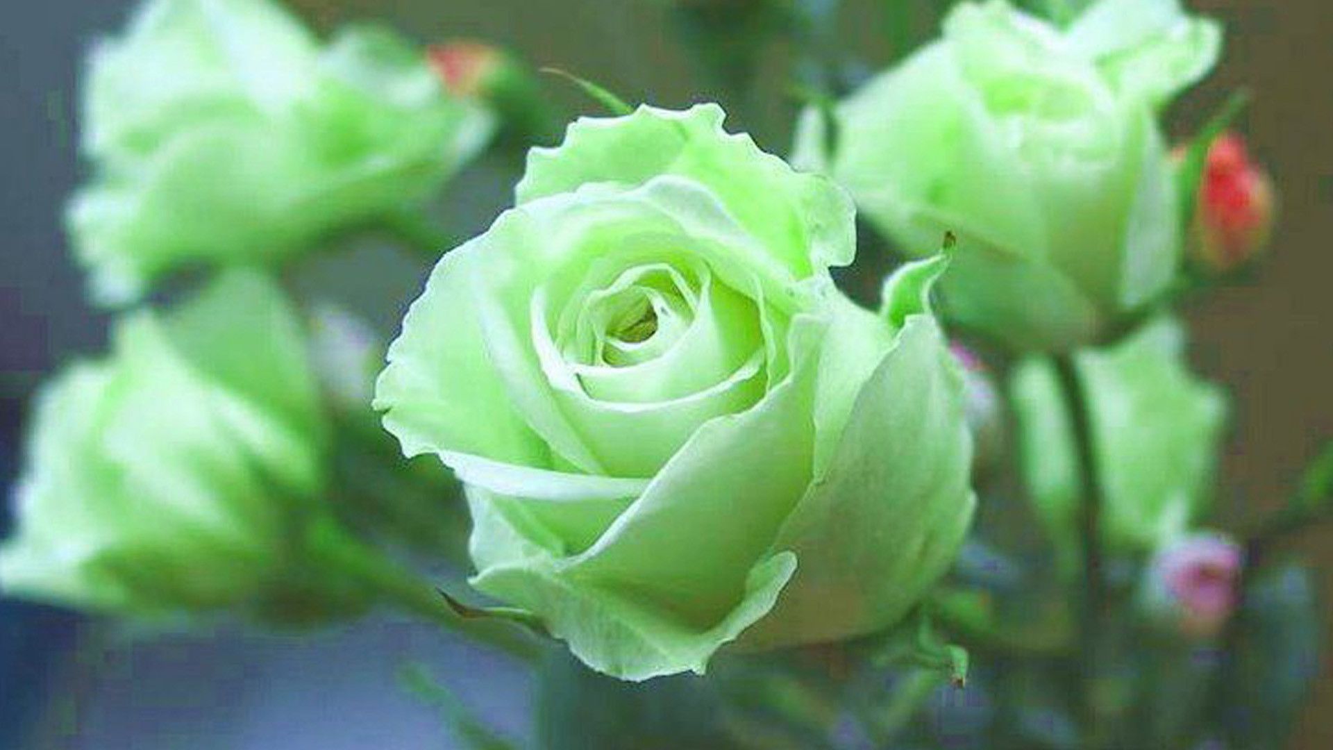 Rosa bianca con foglie verdi, 1920x1080 Full HD 1080p, Desktop