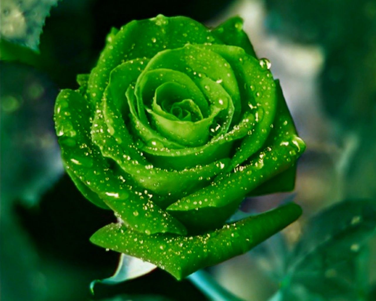 Rose verdi in bocciolo, 1920x1080 Full HD, PC