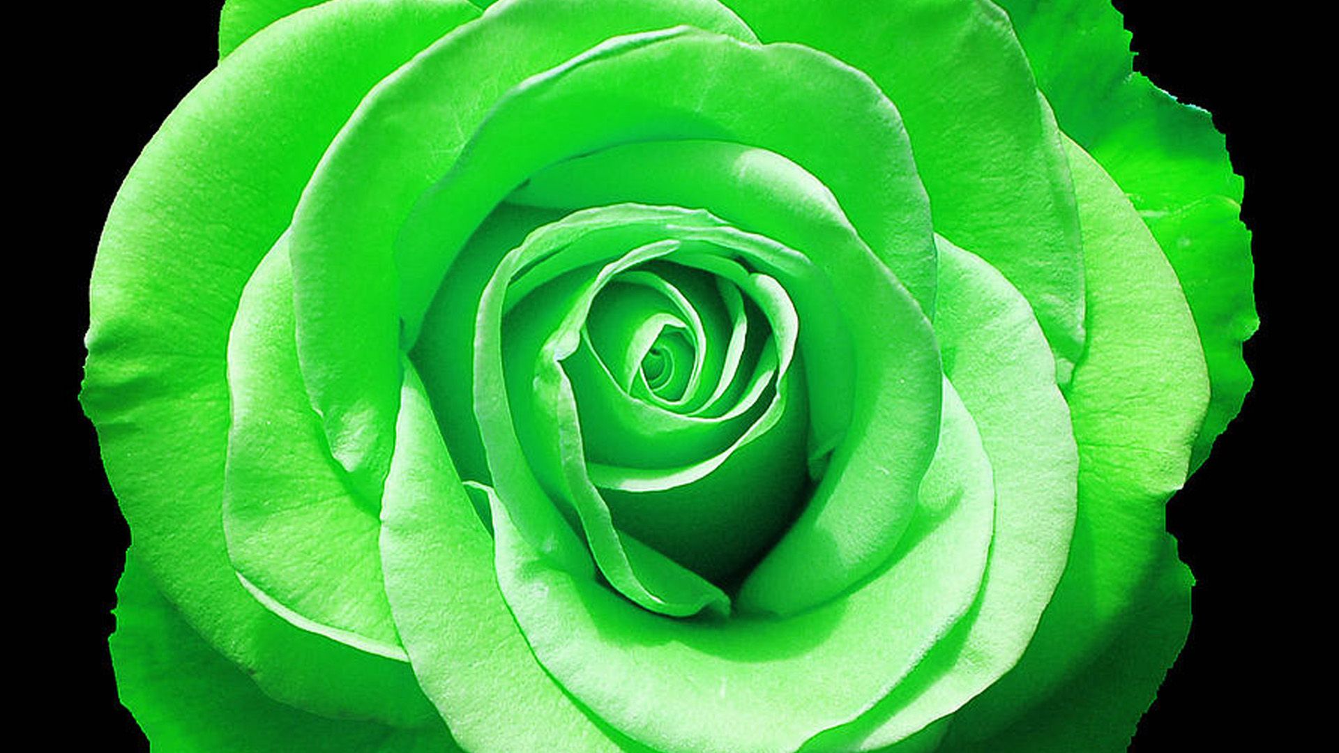 Rose bianche su sfondo scuro, 6720x4480 4K Ultra HD, Monitor 4K