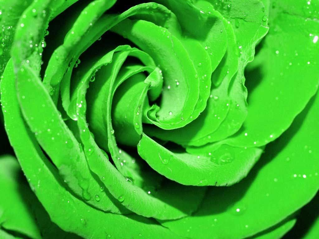 Rosa bianca su sfondo verde, 1316x948 720p, MacBook Air