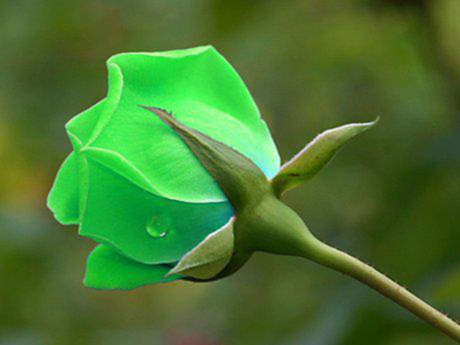 Rosa verde con goccia, 1600x1200 900p, Desktop