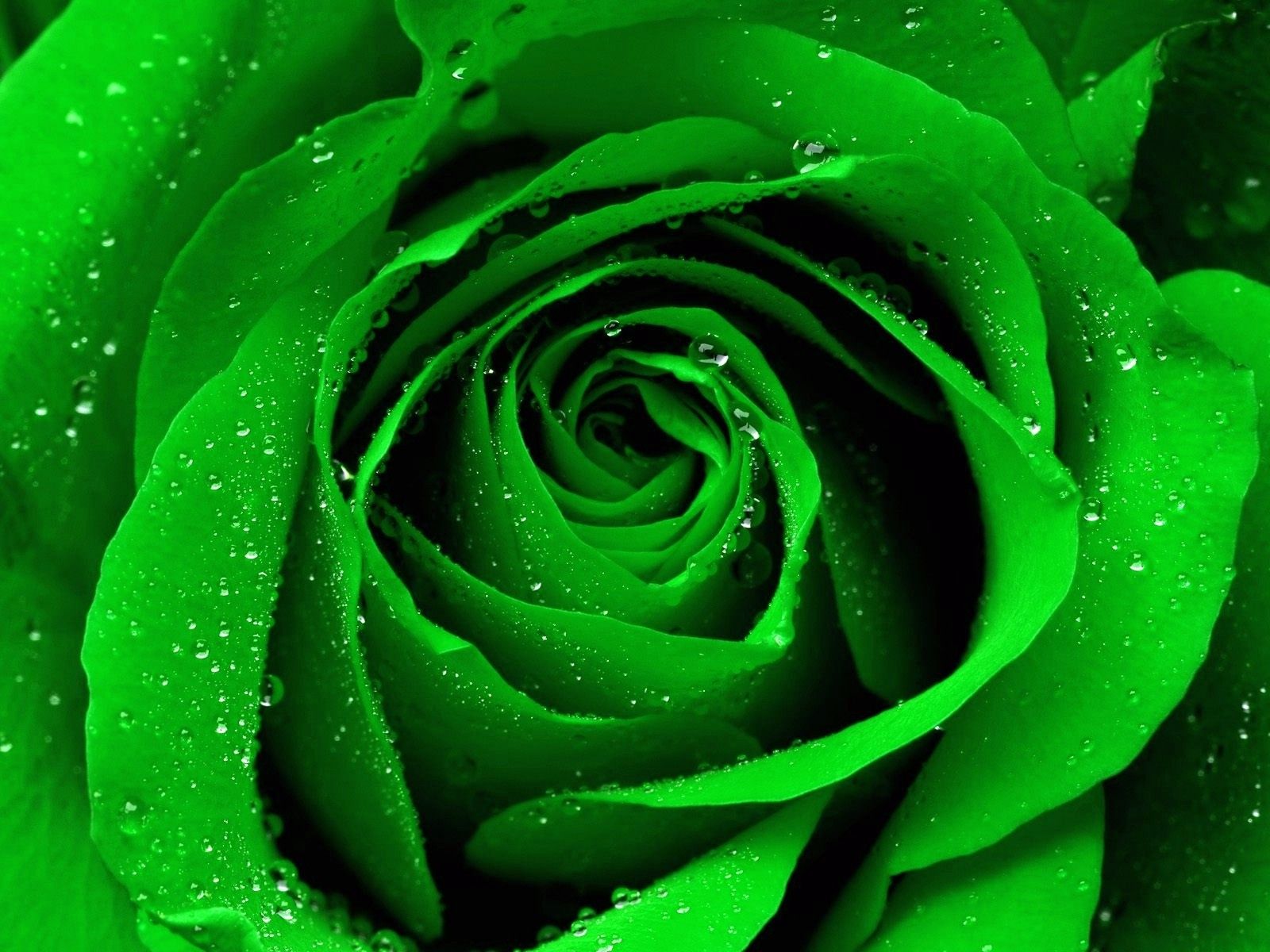 Rosa verde con gocce d'acqua, 1366x768 720p, PC