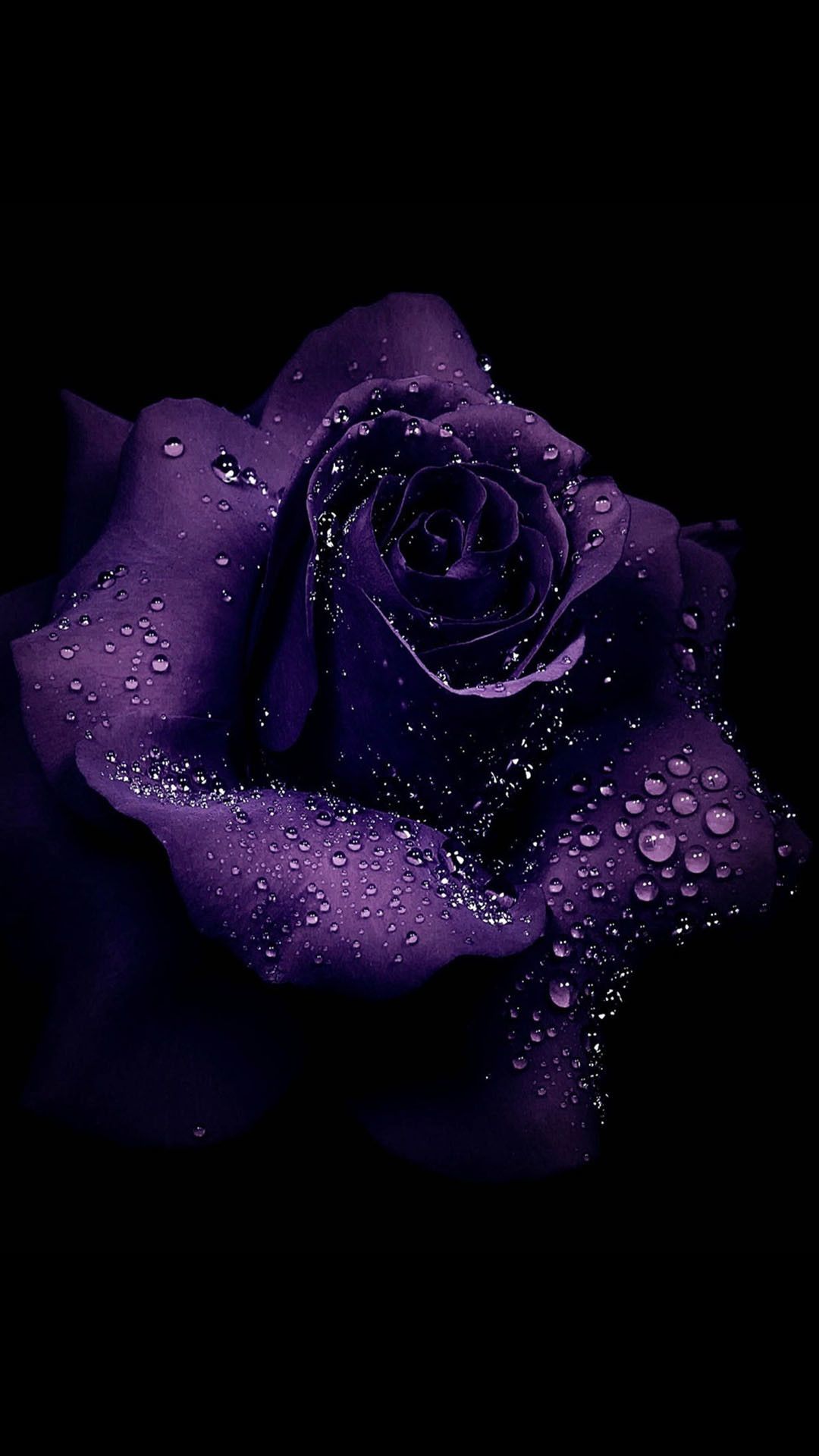Rosa viola con gocce d'acqua, 1080x1920 Full HD Verticale, Samsung Galaxy