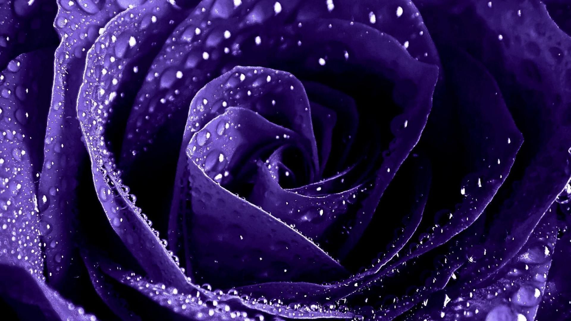 Rosa viola con gocce d'acqua, 1920x1080 Full HD 1080p, Desktop