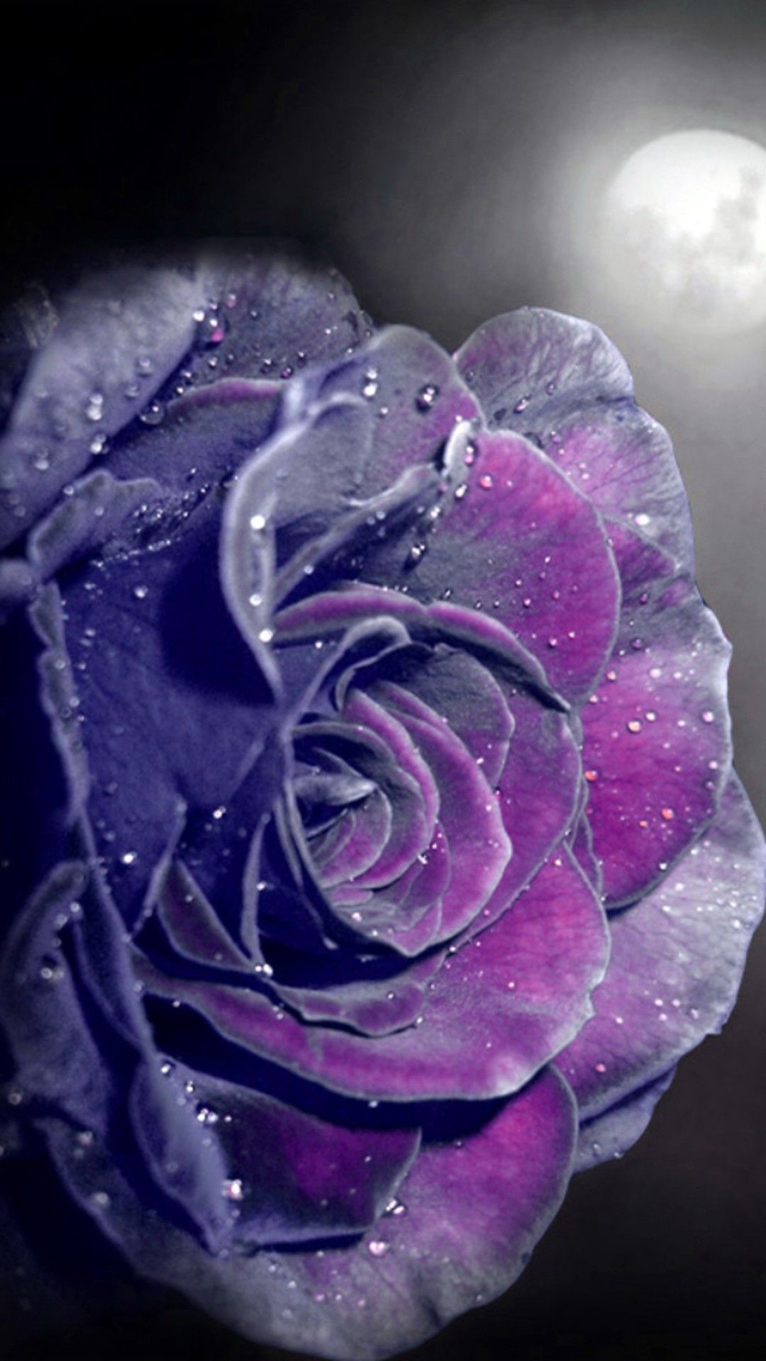 Rosa viola con gocce d'acqua, 1080x1920 Verticale, Mobile