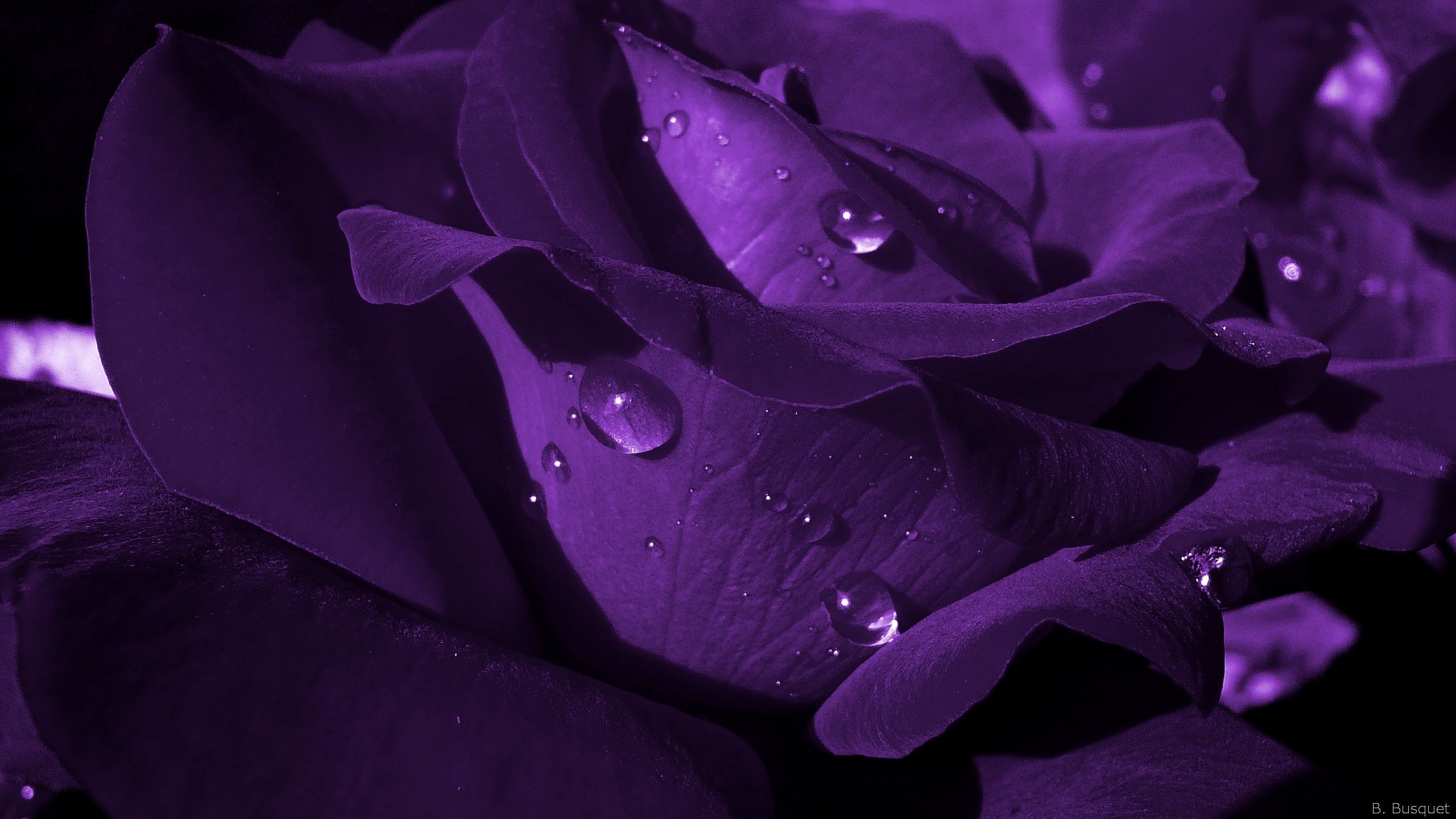 Rosa viola con gocce d'acqua, 2560x1440 2K, Desktop