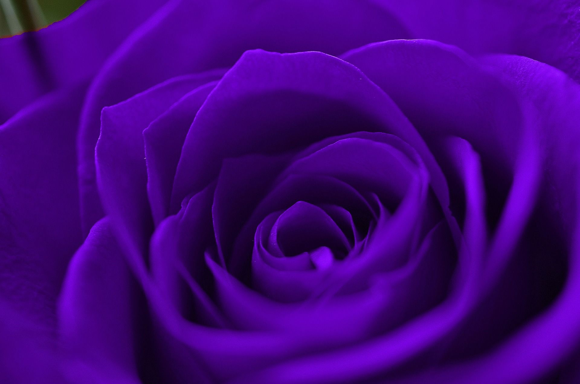 Rosa viola primo piano, 1920x1271 Full HD+, Desktop