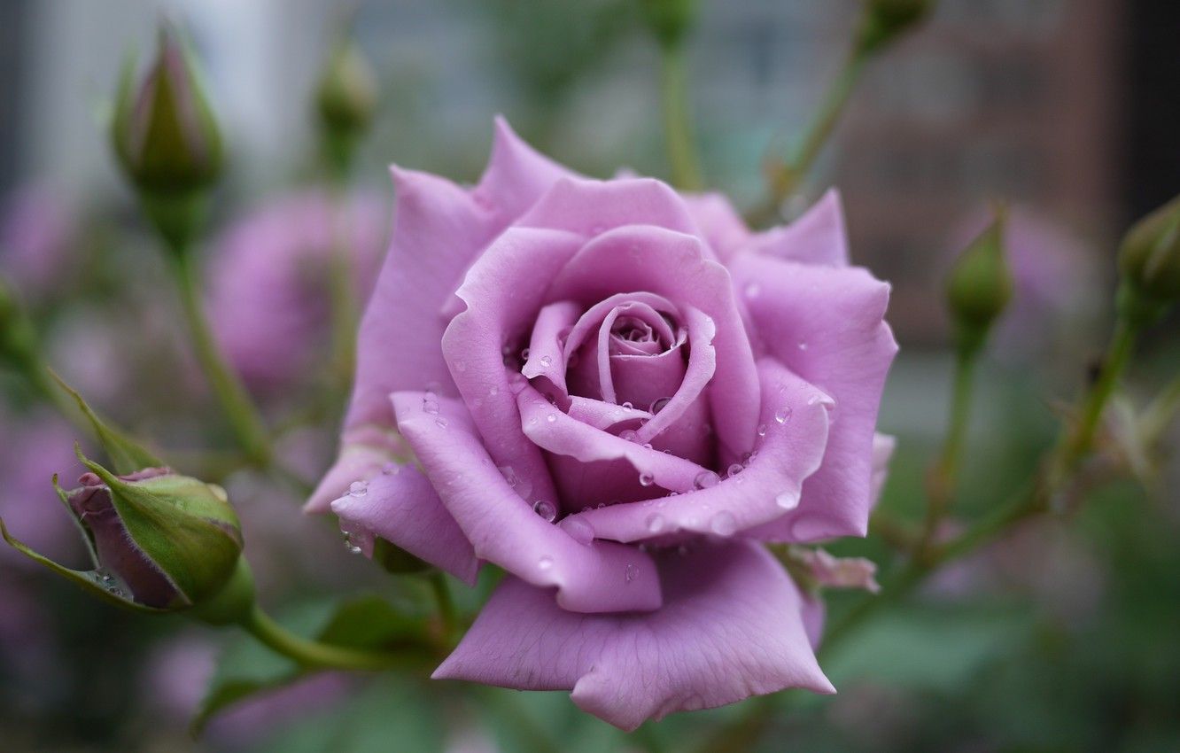 Rosa viola con boccioli, 1332x850 720p, Lenovo Legion
