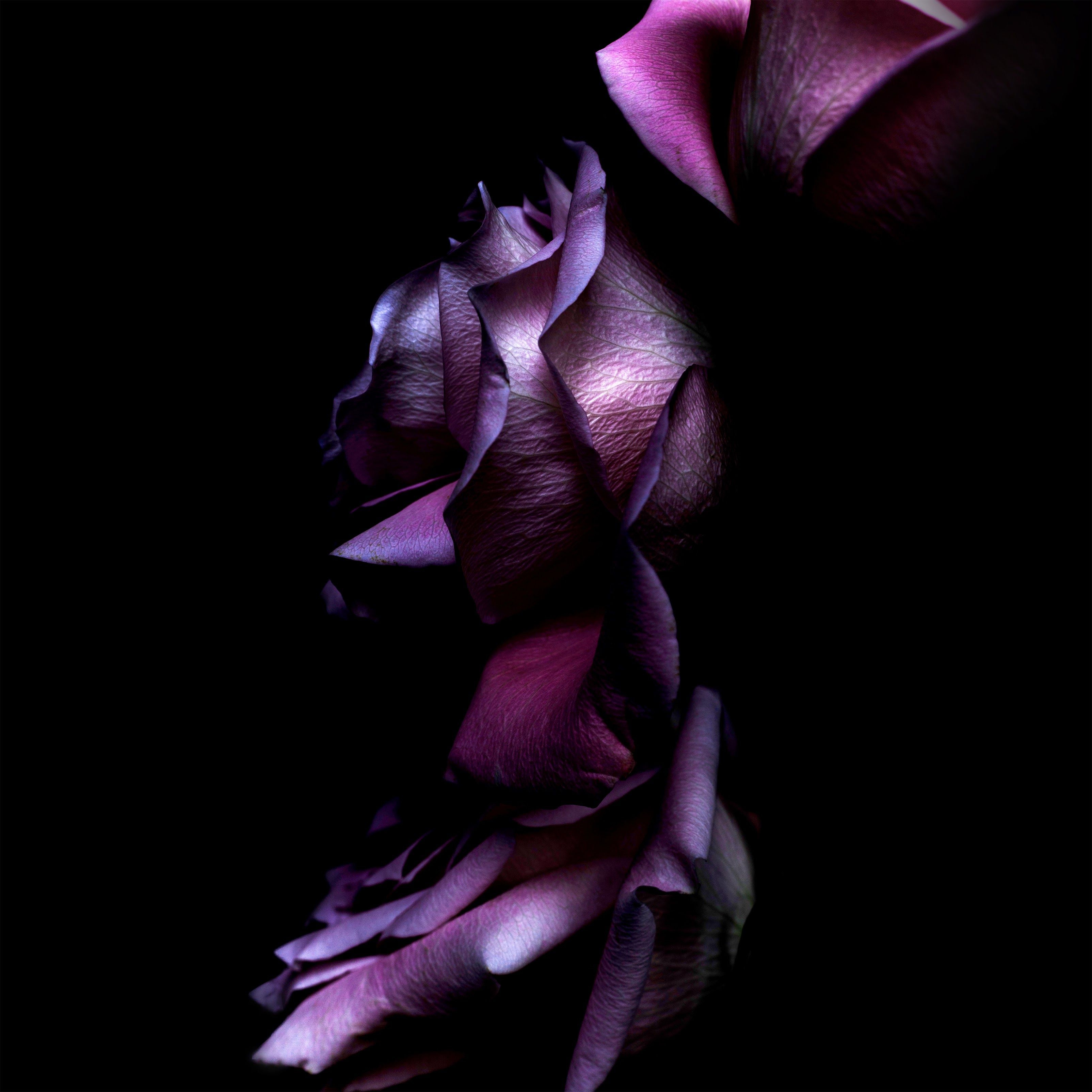 Rosa viola su sfondo nero, 3208x3208 2K, Desktop