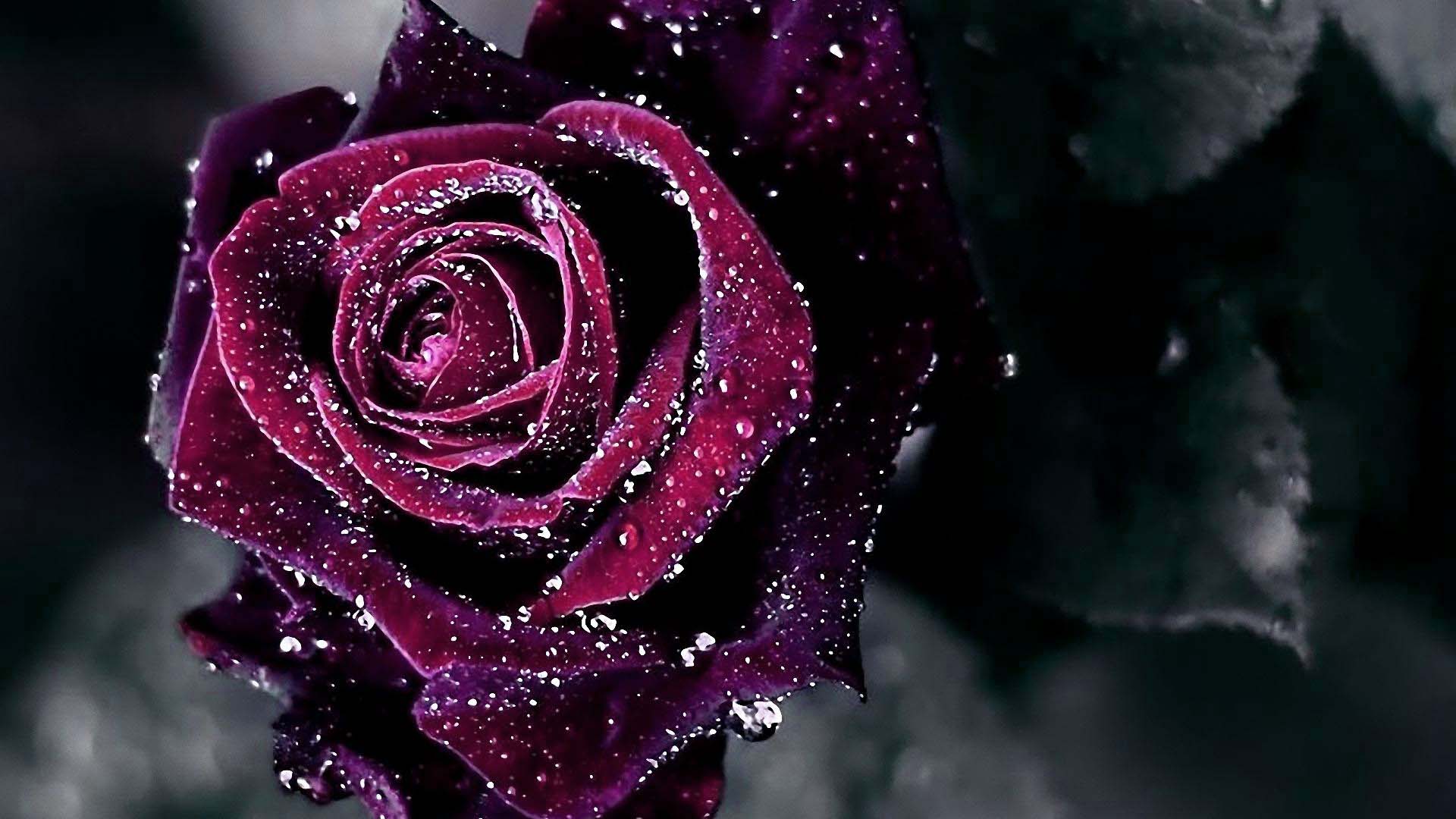 Rosa viola con gocce d'acqua, 1920x1080 Full HD 1080p, PC