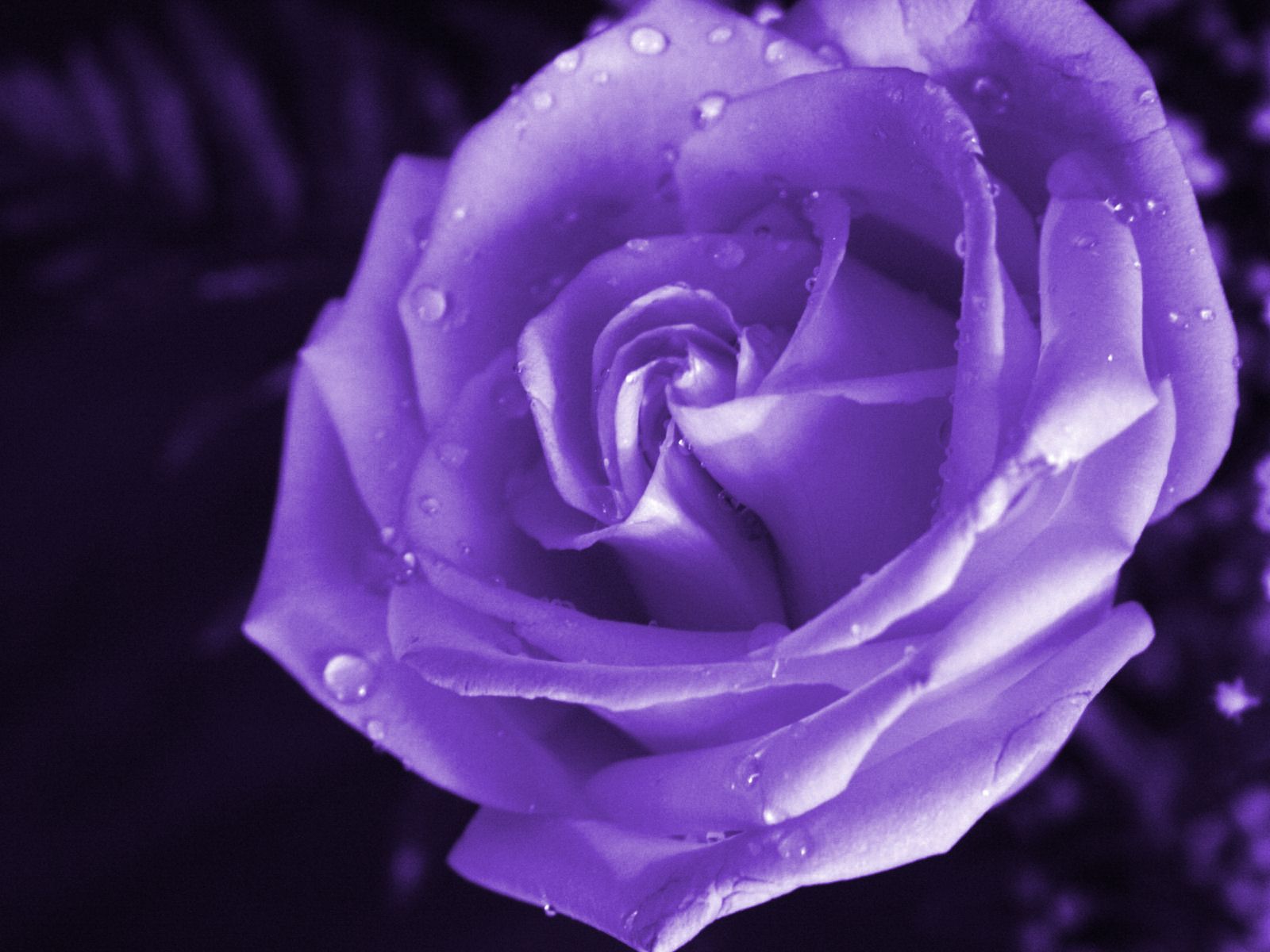 Rosa viola con gocce d'acqua, 1600x1200 HD Ready, Acer Nitro