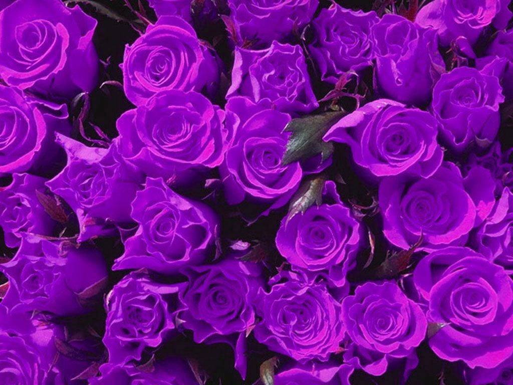 Rose viola fitte, 1024x768 HD, PC