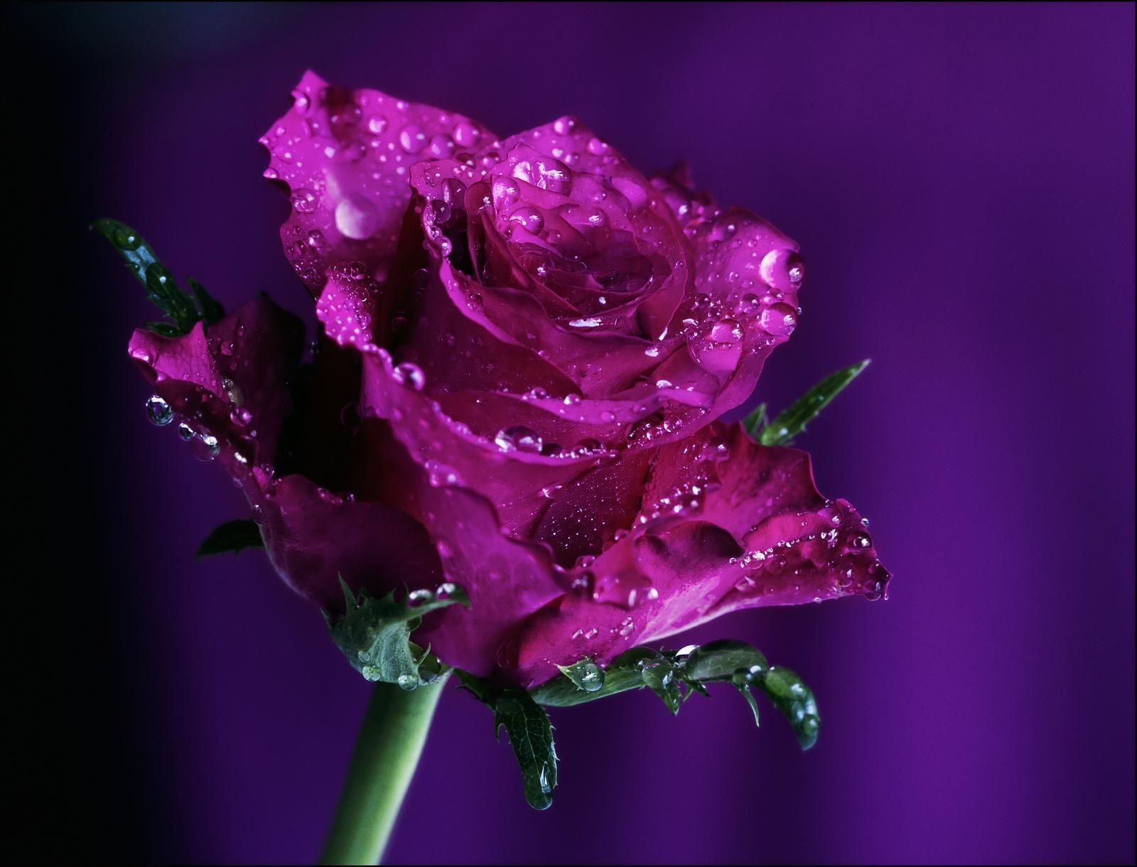 Rosa viola con gocce d'acqua, 1600x1220 HD Ready, Desktop
