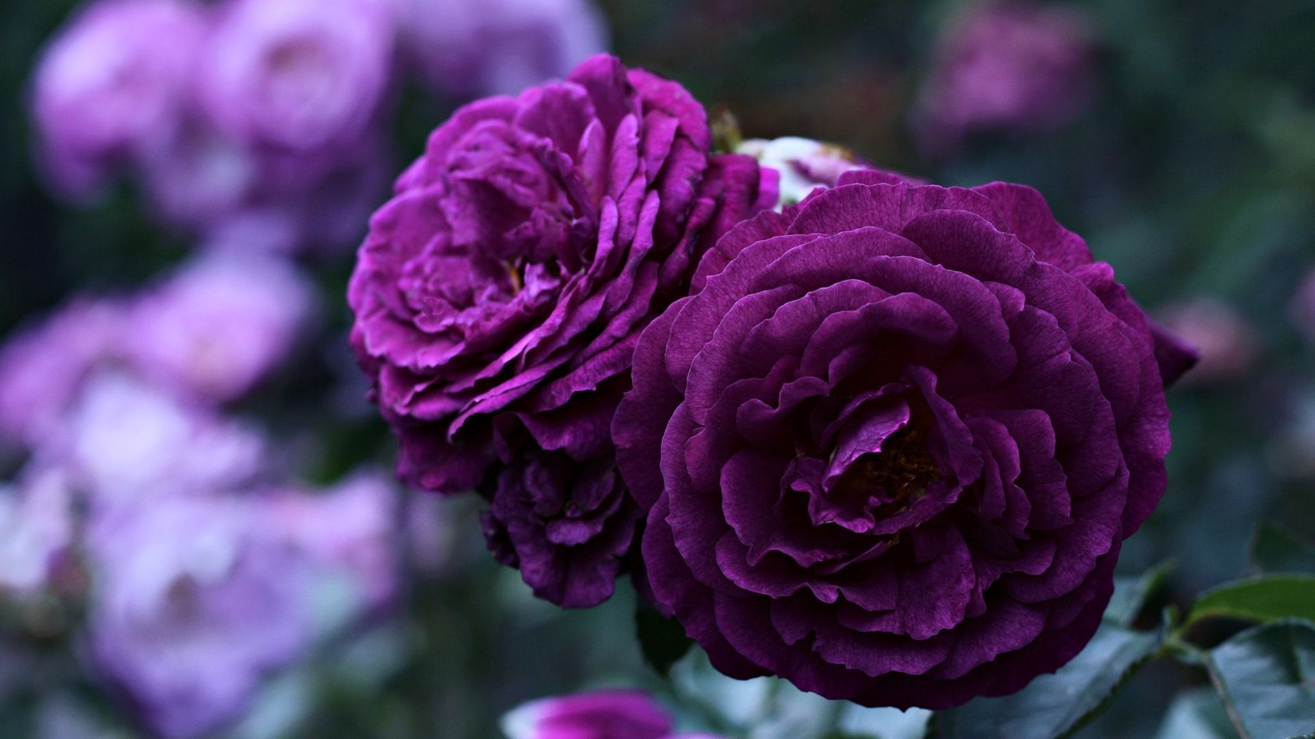 Rose viola in giardino, 1920x1080 1080p, Laptop