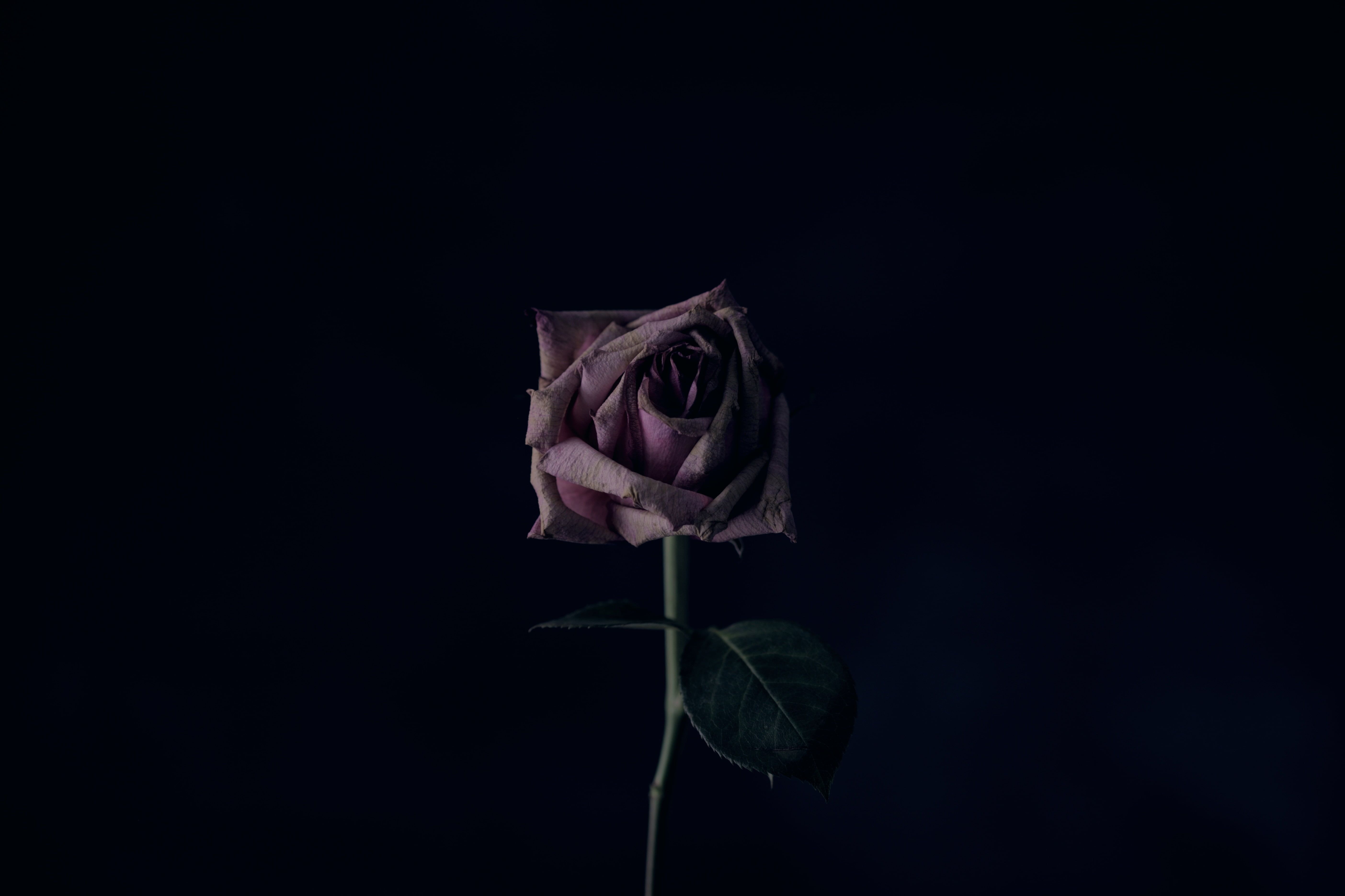 Rosa viola su sfondo scuro, 5616x3744 UHD, PC 4K