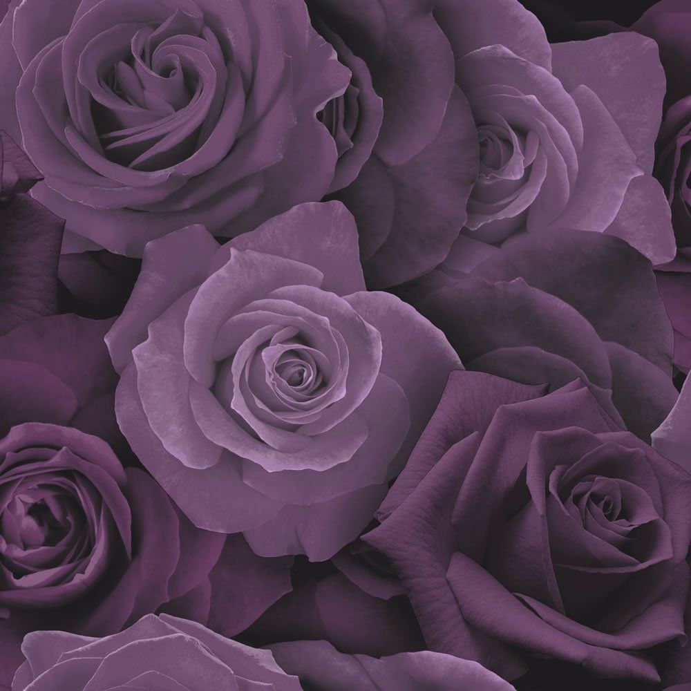 Rose viola scure ravvicinate, 1000x1000 HD, Desktop