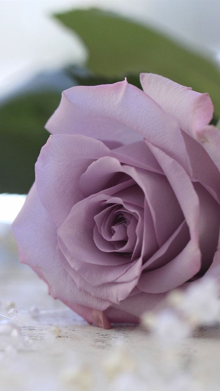 Rosa viola sfocata, 750x1334 Full HD Verticale, iPhone