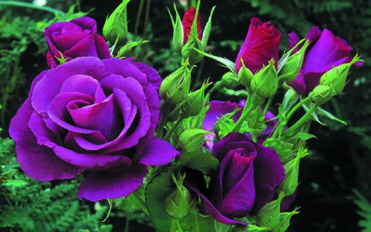 Rose viola con boccioli, 1280x800 HD, Notebook Gaming