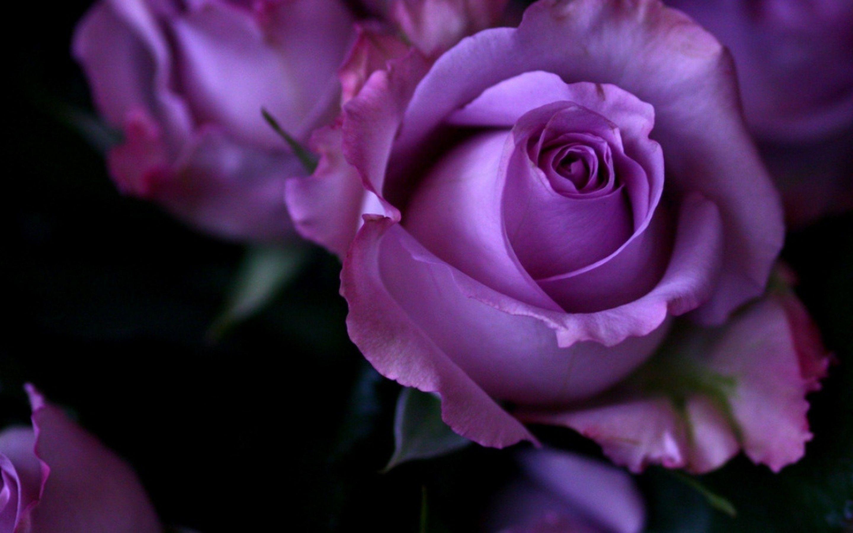 Rose viola in primo piano, 2880x1800 2K+, MacBook Pro