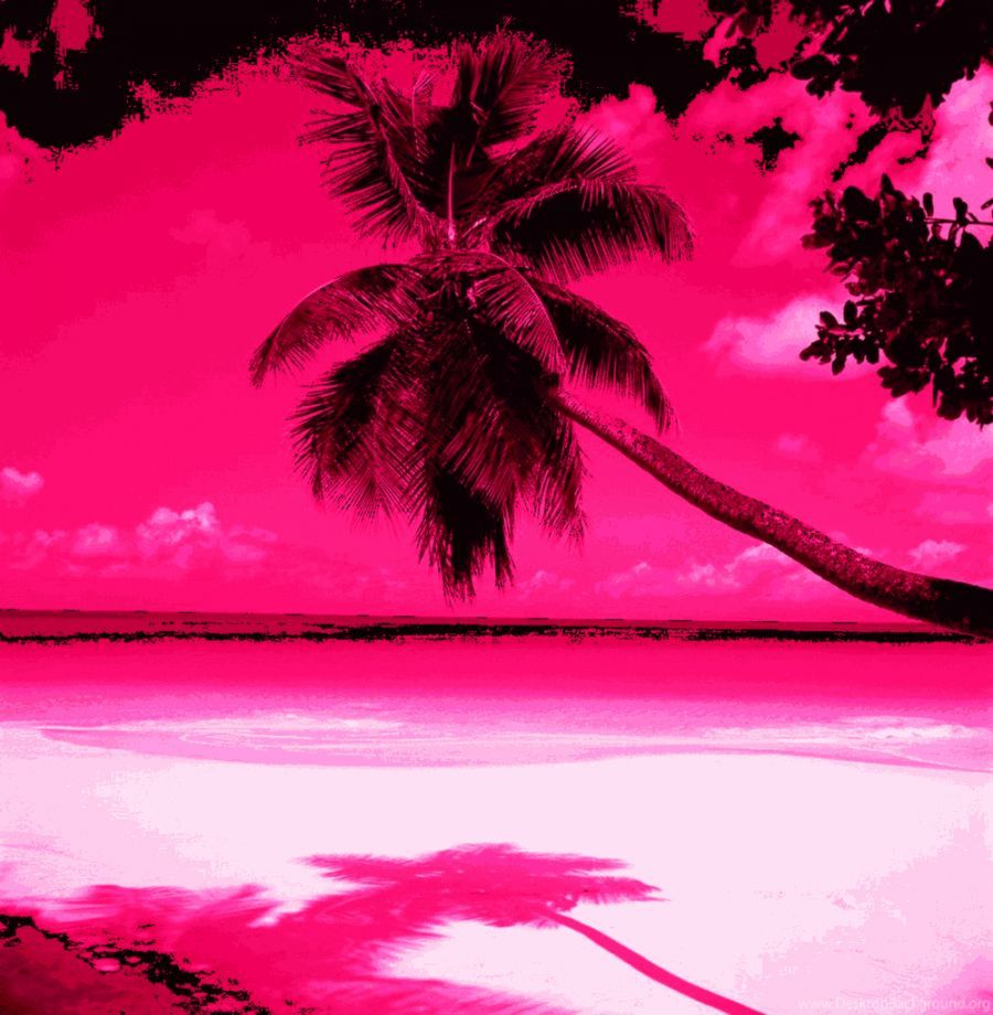 Palma spiaggia rosa fucsia, sfondo 900x920 Verticale, Telefono