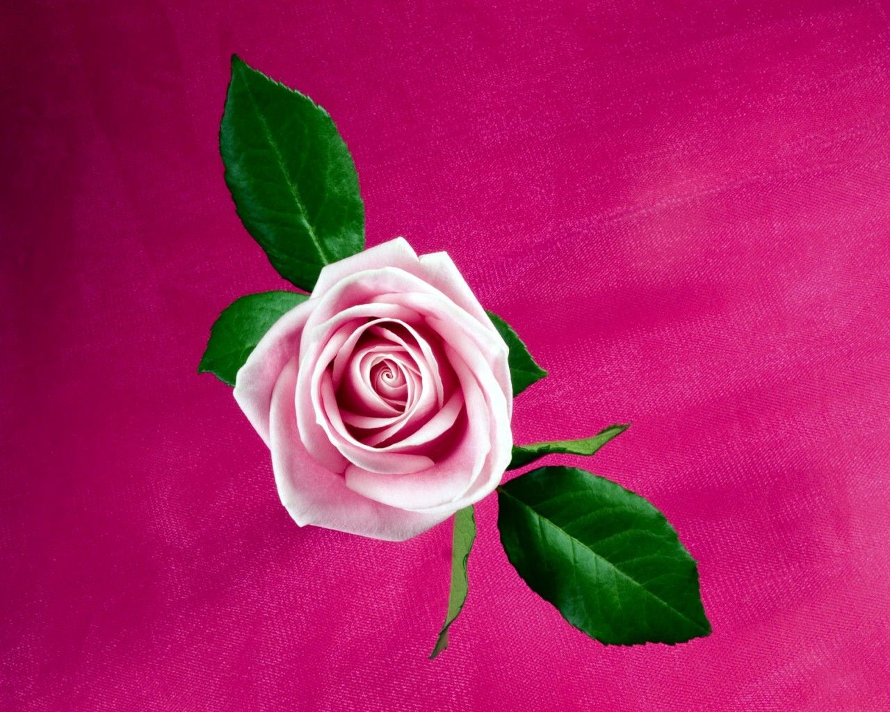 Rosa rosa su sfondo fucsia, sfondi 1280x1024 HD, Desktop