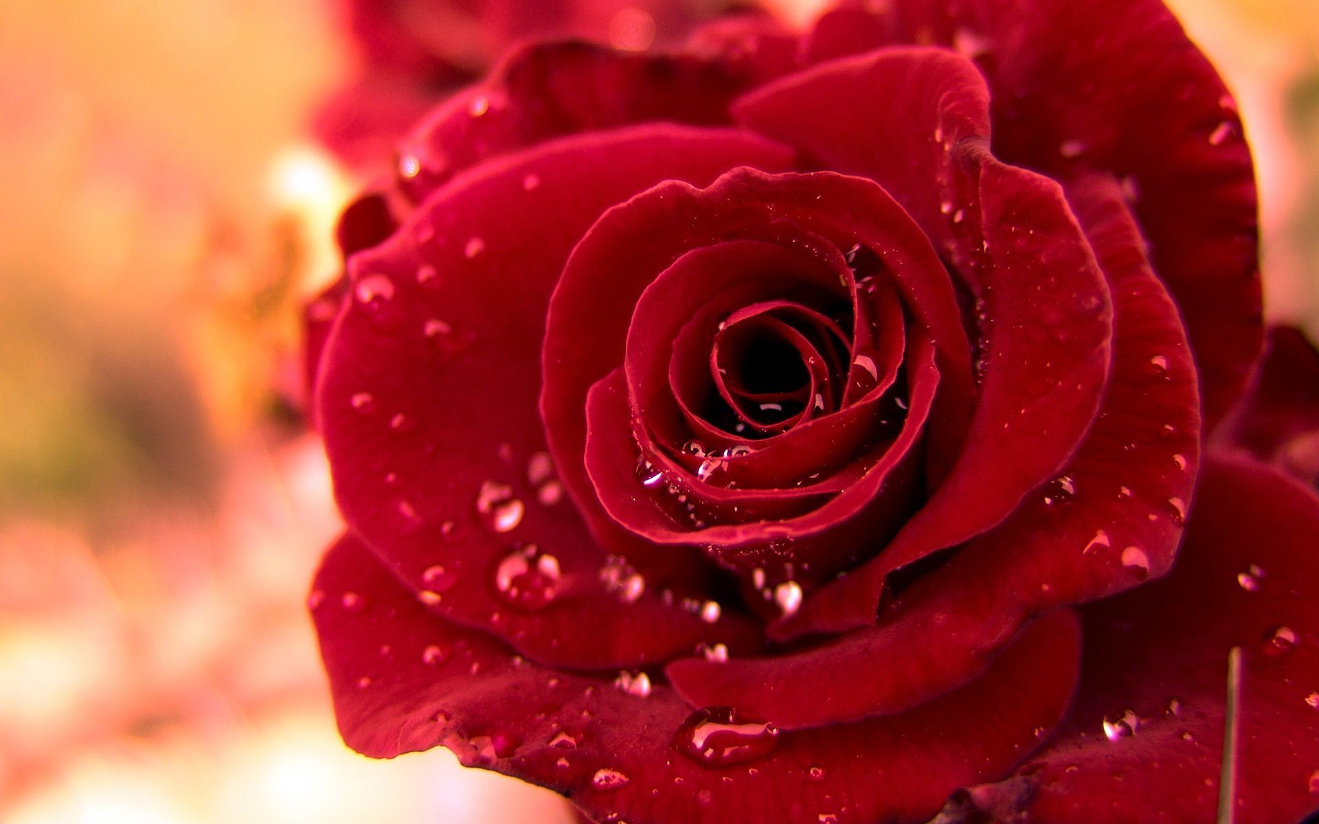Rosa rossa con gocce d'acqua, 1920x1200 Full HD+, Laptop