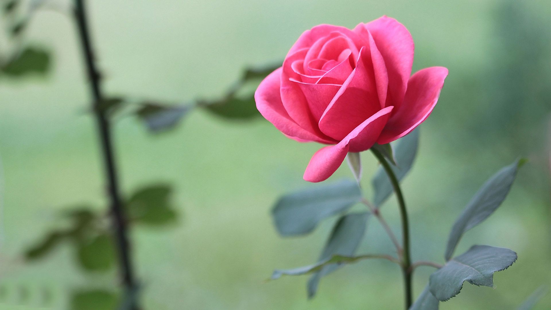 Rosa rosa in giardino, 1920x1080 Full HD 1080p, Desktop