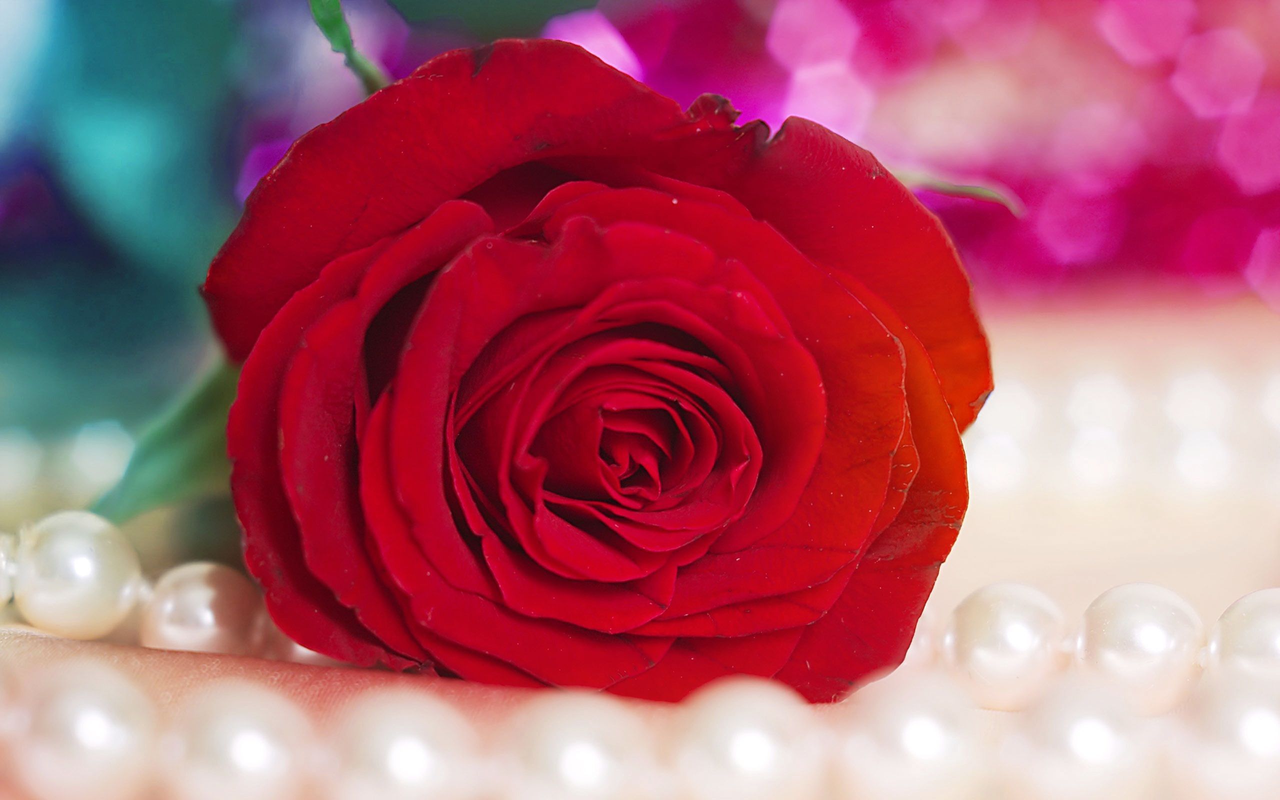 Rosa rossa con perle, 2560x1600 WQXGA, PC