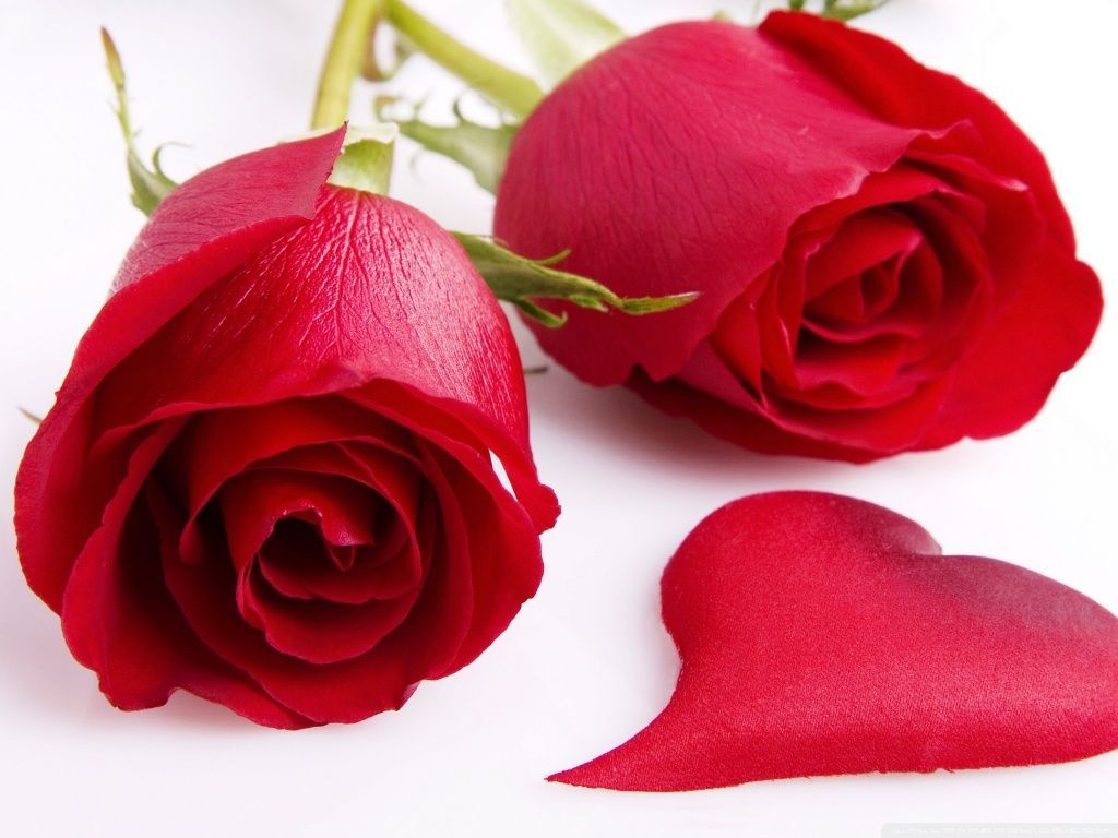 Rose rosse con petalo cuore, 1024x768 HD, Desktop