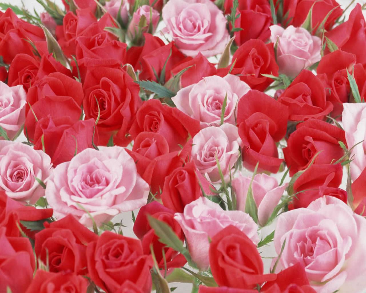 Rose rosse e rosa, 1280x1024 HD, Desktop