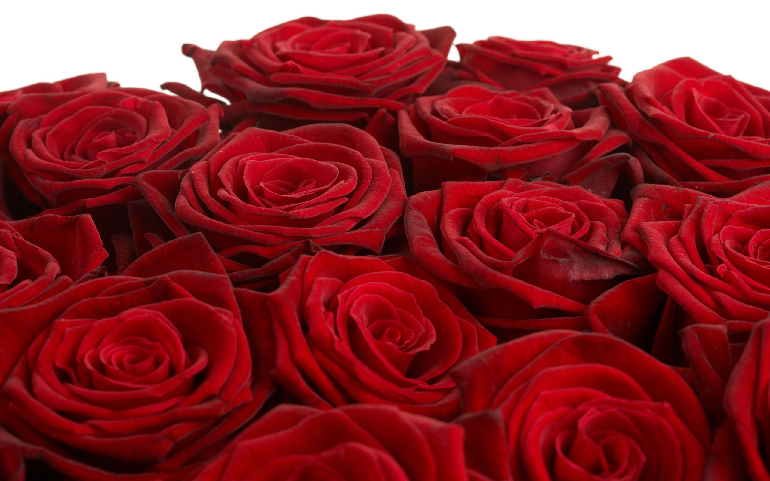 Rose rosse su sfondo bianco, 2560x1600 WQXGA, Desktop