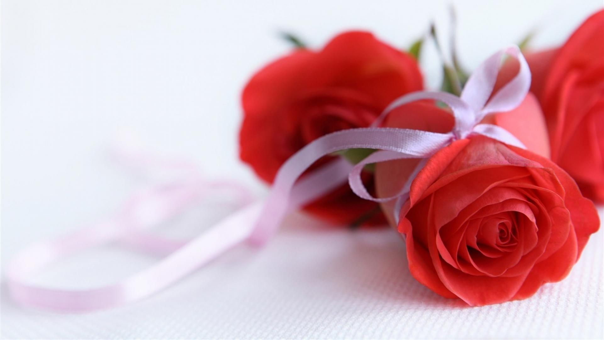 Rose rosse con fiocco rosa, 1920x1080 1080p, Laptop
