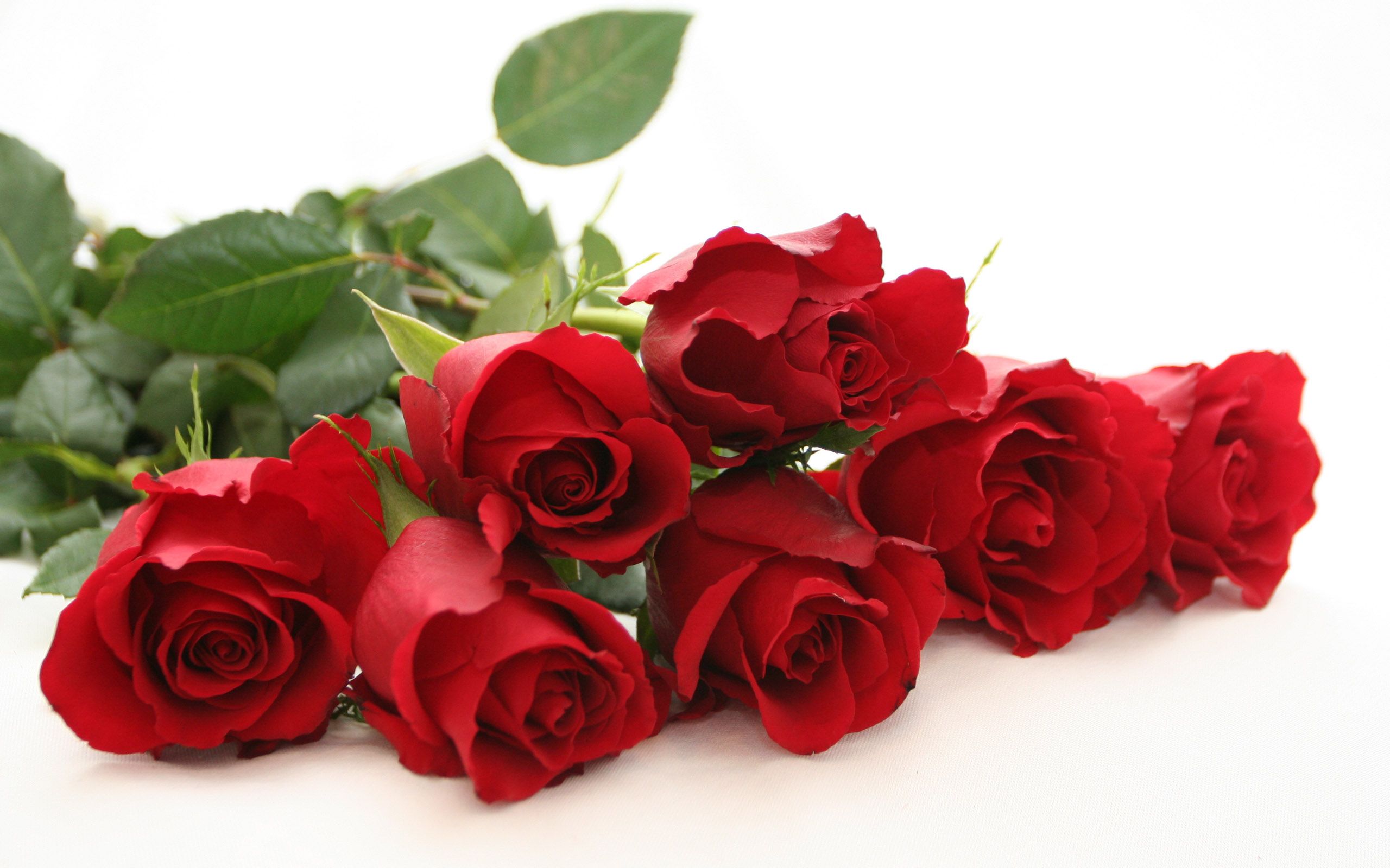 Mazzo di rose rosse, 2560x1600 2K, Desktop